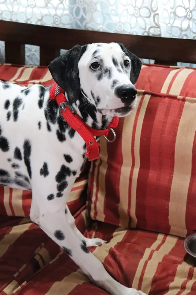 Harshitha Pet Shop: Pet shop ! Dog & Cat food-Dog & Cat Accessories ! Dog Cages - 4