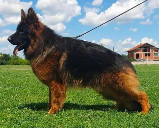 Harshitha Pet Shop: Pet shop ! Dog & Cat food-Dog & Cat Accessories ! Dog Cages - 5