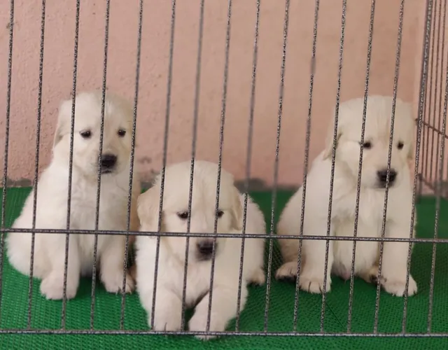 Harshitha Pet Shop: Pet shop ! Dog & Cat food-Dog & Cat Accessories ! Dog Cages - 6