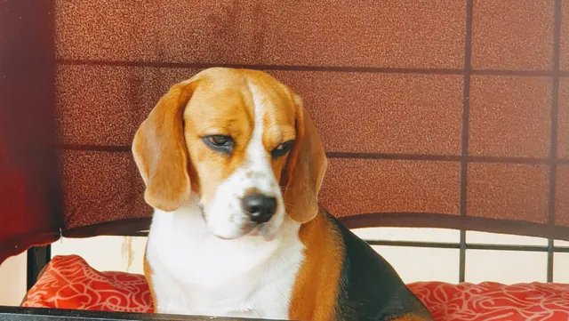 Brunos Pet Paradise and veterinary Service - 6