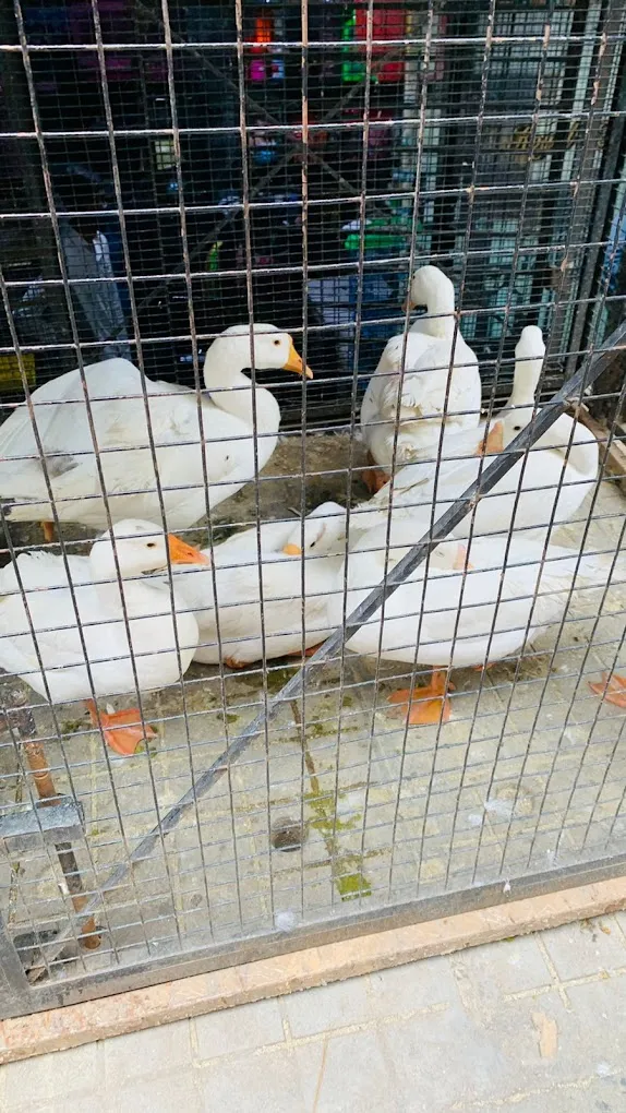 ROYAL HOBBIES PET SHOP - 3