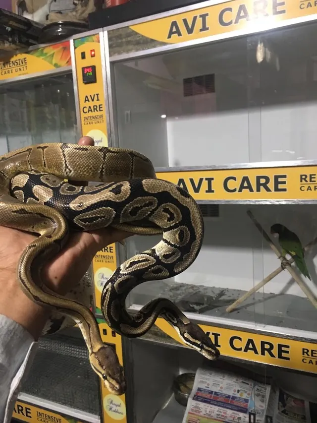 ROYAL HOBBIES PET SHOP - 4