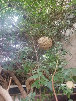 S3 Pest Control Services - 3