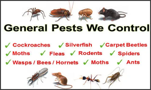 Pestokill | Pest Control Service In bangalore