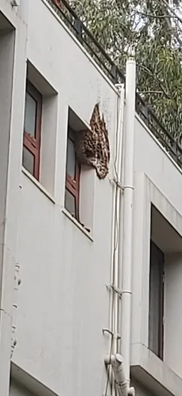 Pestokill | Pest Control Service In bangalore - 3