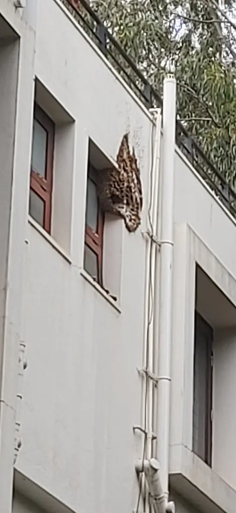 Pestokill | Pest Control Service In bangalore - 3