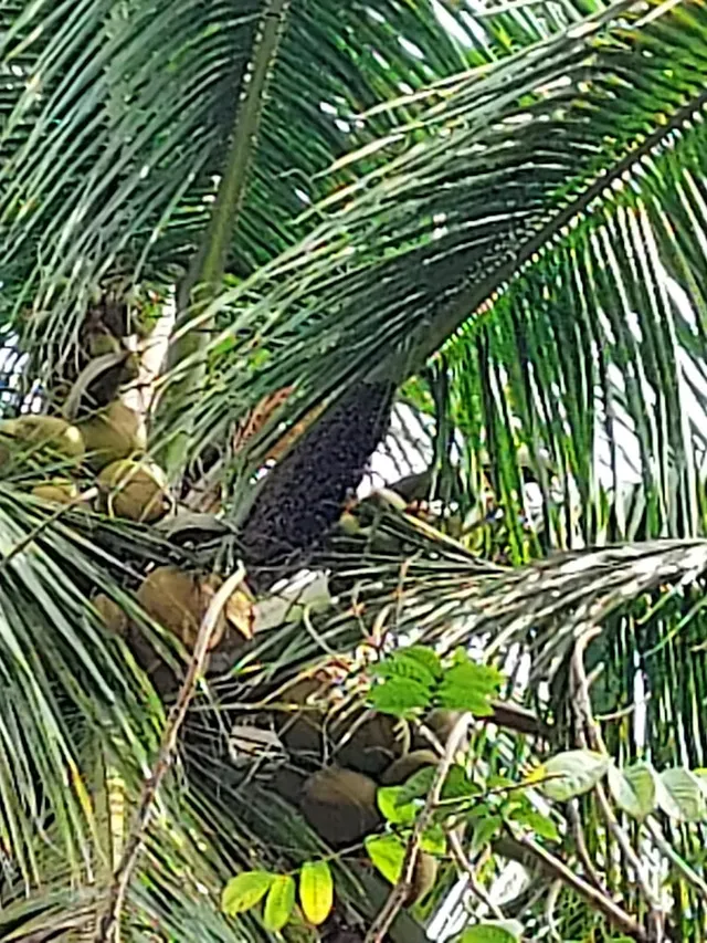 Pestokill | Pest Control Service In bangalore - 4