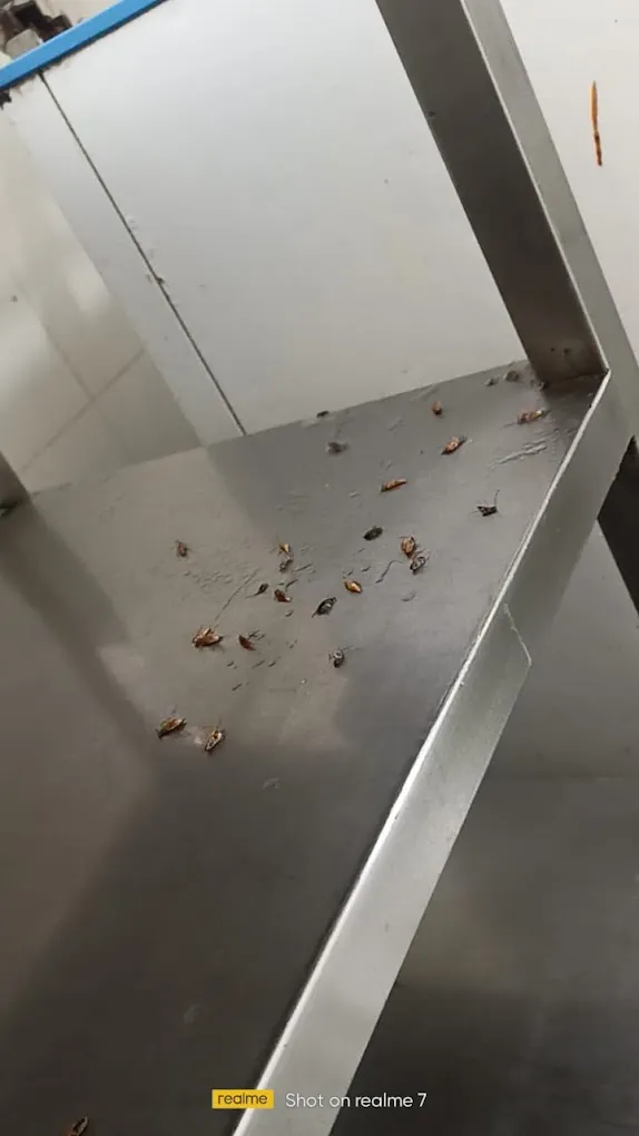 Pest Control Service Bangalore - GingerBays - 3