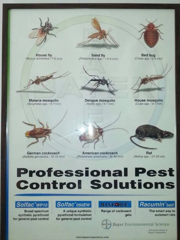 Pest Control Service Bangalore - GingerBays