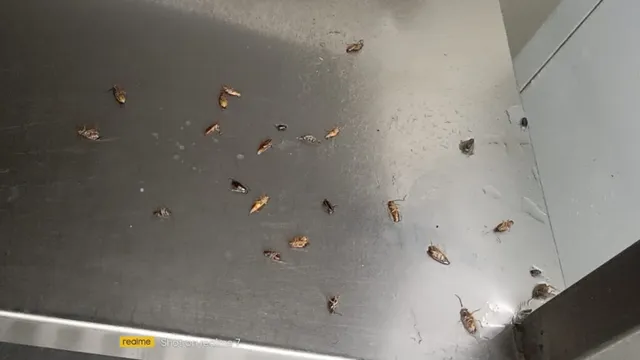 Pest Control Service Bangalore - GingerBays - 2