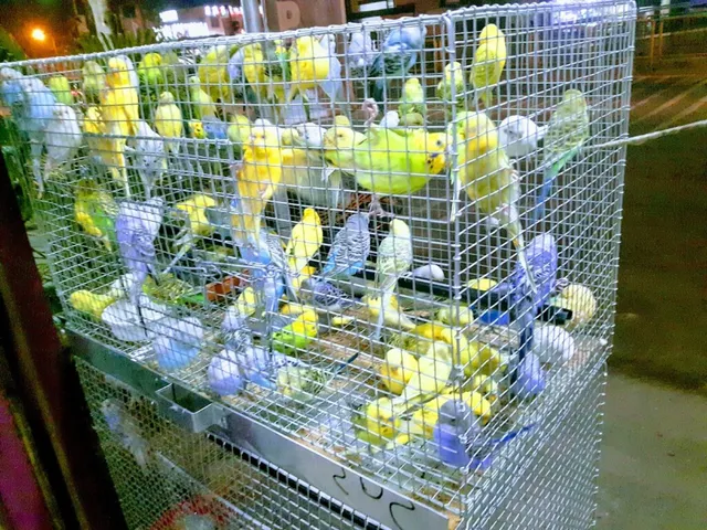 PETS MAGIC AQUARIUM & PET SHOP/ BEST PETS SHOP IN PCMC/ BEST AQUARIUM SHOP IN PCMC - 3