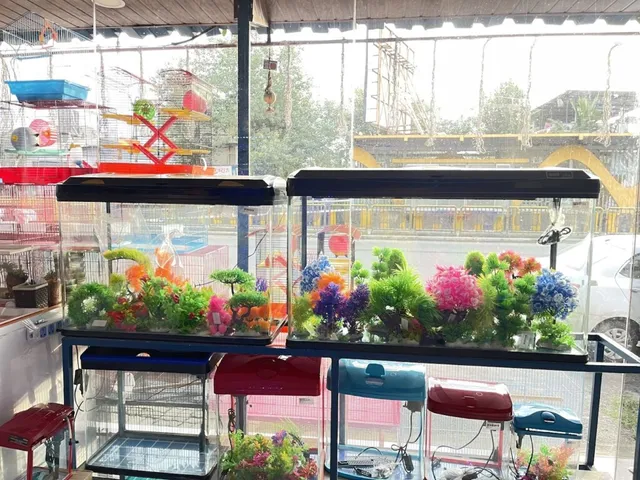 PETS MAGIC AQUARIUM & PET SHOP/ BEST PETS SHOP IN PCMC/ BEST AQUARIUM SHOP IN PCMC - 5