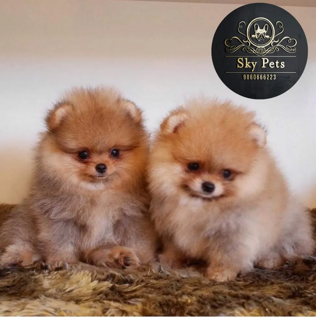 Sky Pets Pune - best pet shop in pune