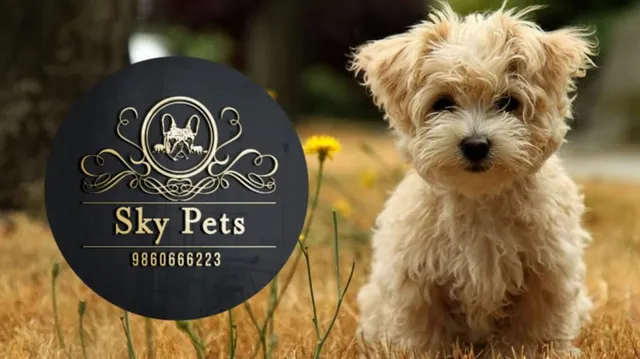 Sky Pets Pune - best pet shop in pune - 2