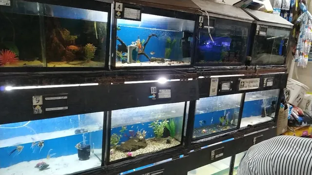 Pet & Joy.Best Pet Shop In Pune - 2