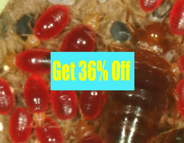 Lizard Pest Control Viman Nagar - 5