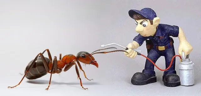 Eco Friendly Pest Control - 4