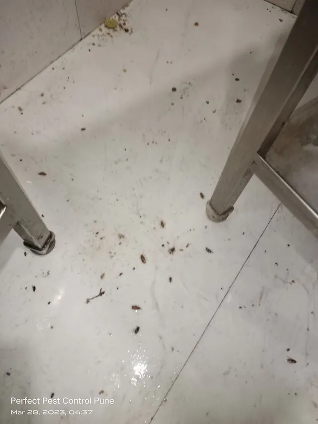 Perfect Pest Control Services - 3