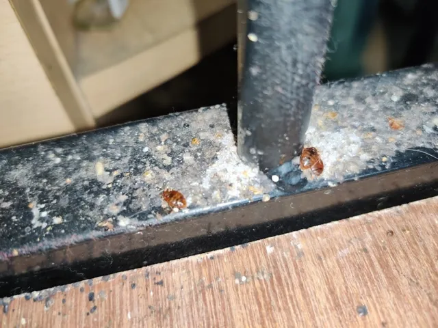 Master Pest Control Services - 4