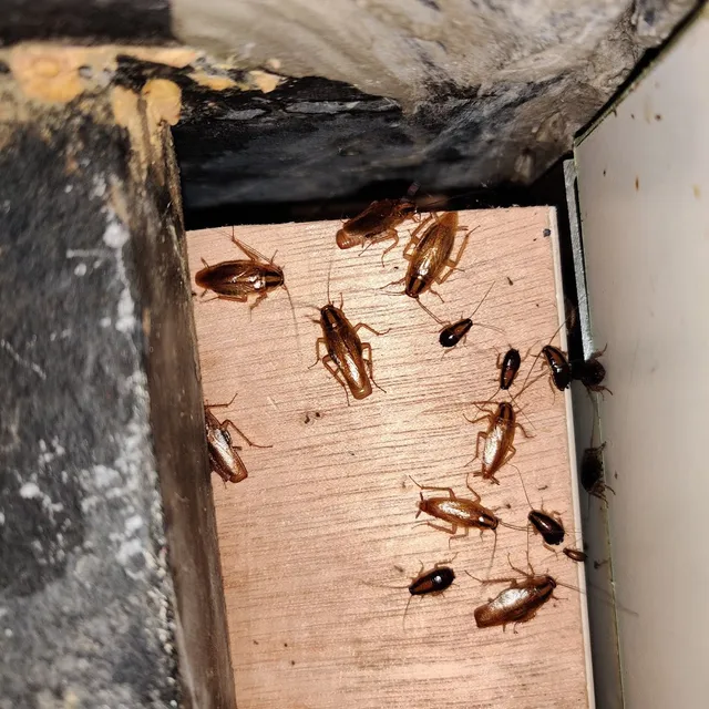 Master Pest Control Services - 5