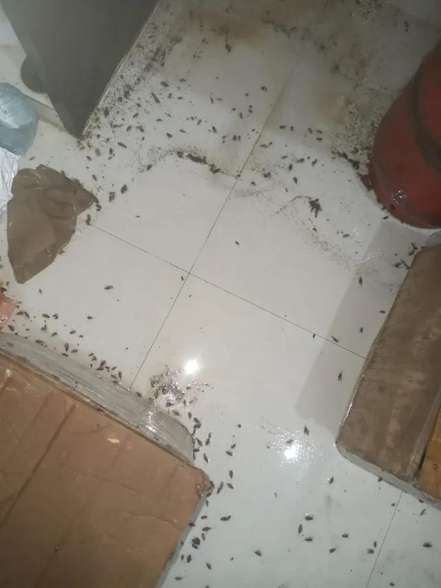 DK pest control - 2