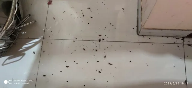 GLOBAL PEST CONTROL - 5