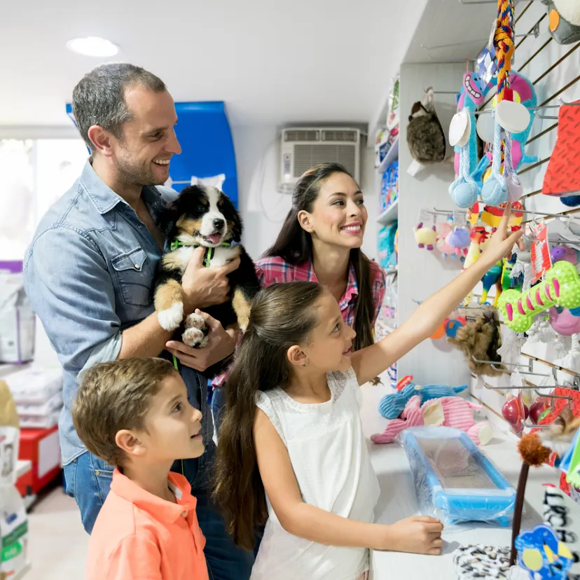 All About Animals A3 - Best Pet Shop in Newtown | Pet Grooming & Best Pet Care Store in Newtown | Pet Clinic in Newtown