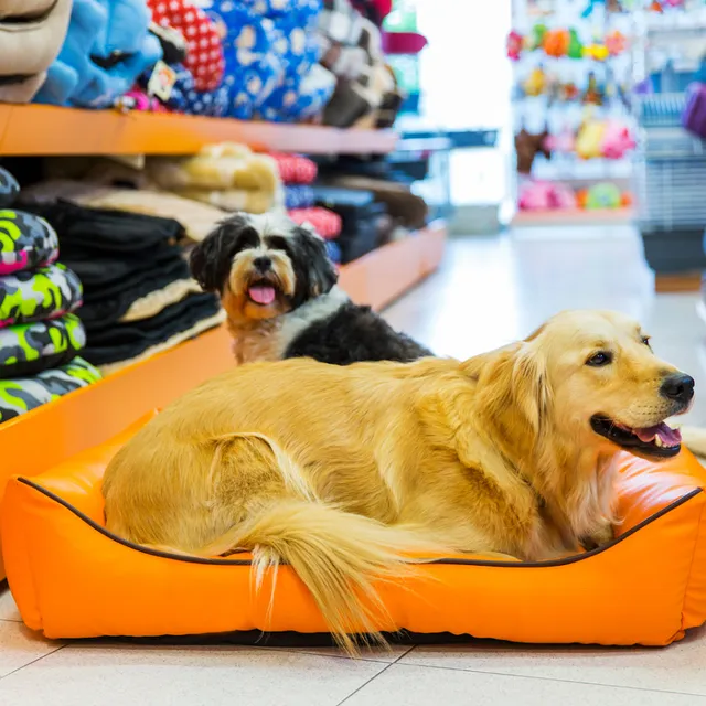 All About Animals A3 - Best Pet Shop in Newtown | Pet Grooming & Best Pet Care Store in Newtown | Pet Clinic in Newtown - 5