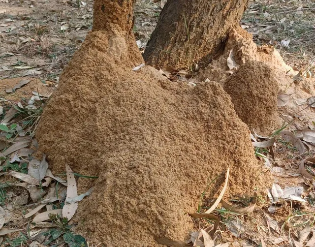 Creative pest control service - 6