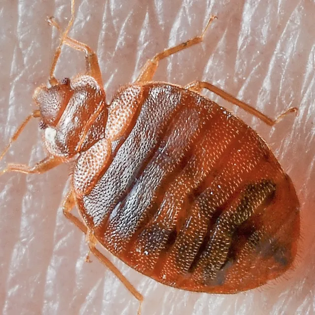 Golden Pest Solutions - 2