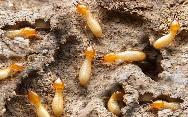 Golden Pest Solutions - 5