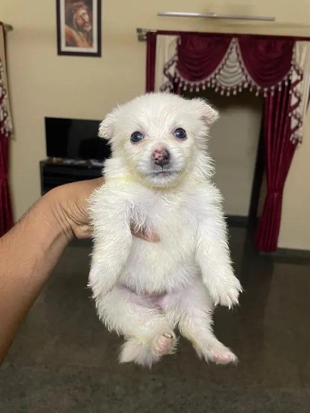 Canin's Aquarium & Pet Shop,Bejai Museum Road - 2