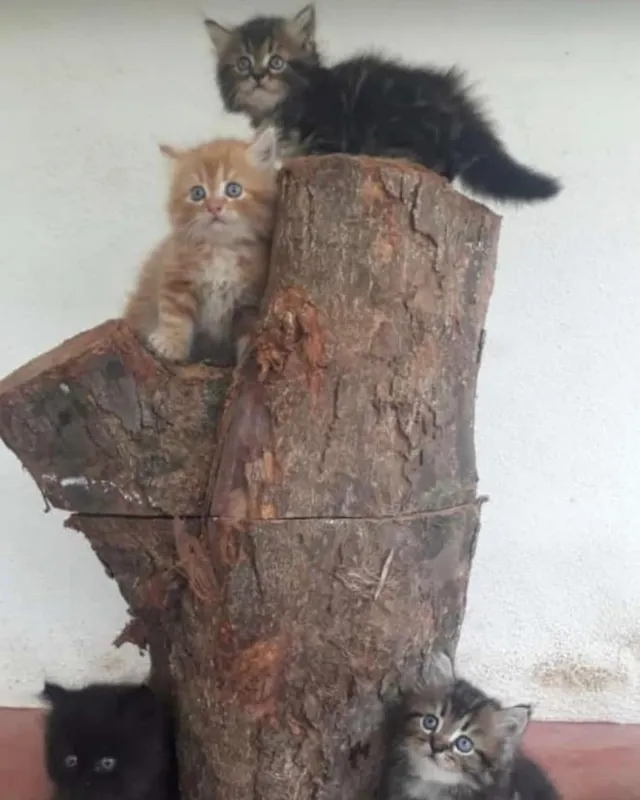 Canin's Aquarium & Pet Shop,Bejai Museum Road - 4