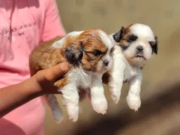 Canin's Aquarium & Pet Shop,Bejai Museum Road - 5