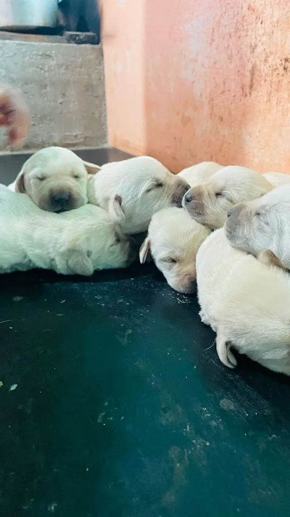 Canin's Aquarium & Pet Shop,Bejai Museum Road - 6