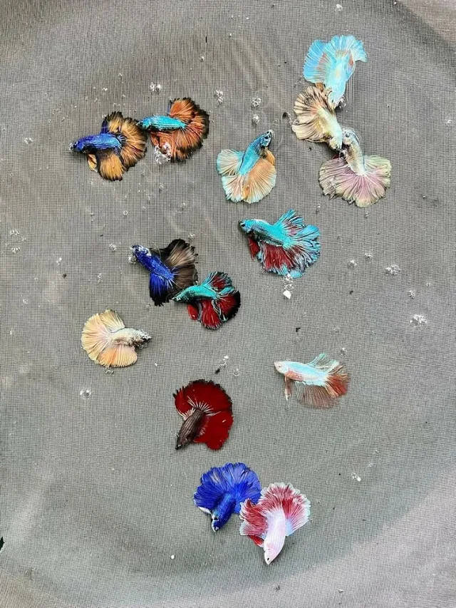 Aquarium & Pet Shop - 2