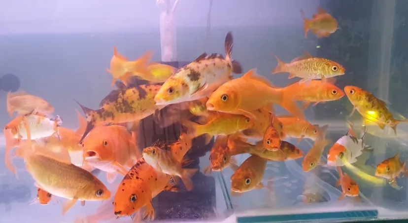 Shri Sai Aquarium and Pet Shop
