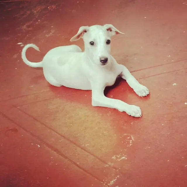 Mangalore Pet Shack - 2