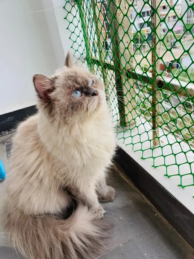 Mangalore Pet Shack - 5