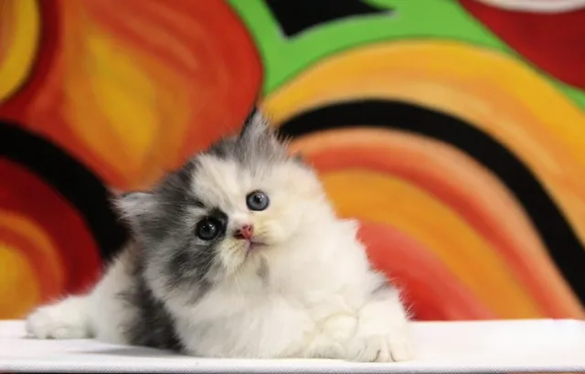 Mangalore Pet Shack - 6