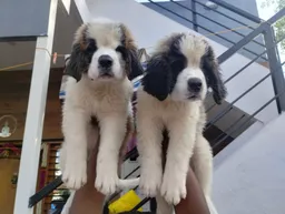 Sai Fish Fantasy - 2