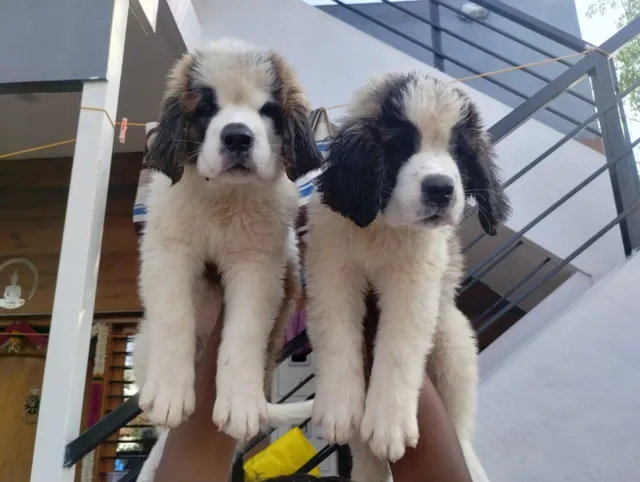 Sai Fish Fantasy - 2