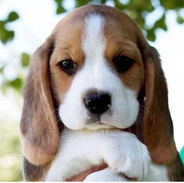 Sai Fish Fantasy - 6