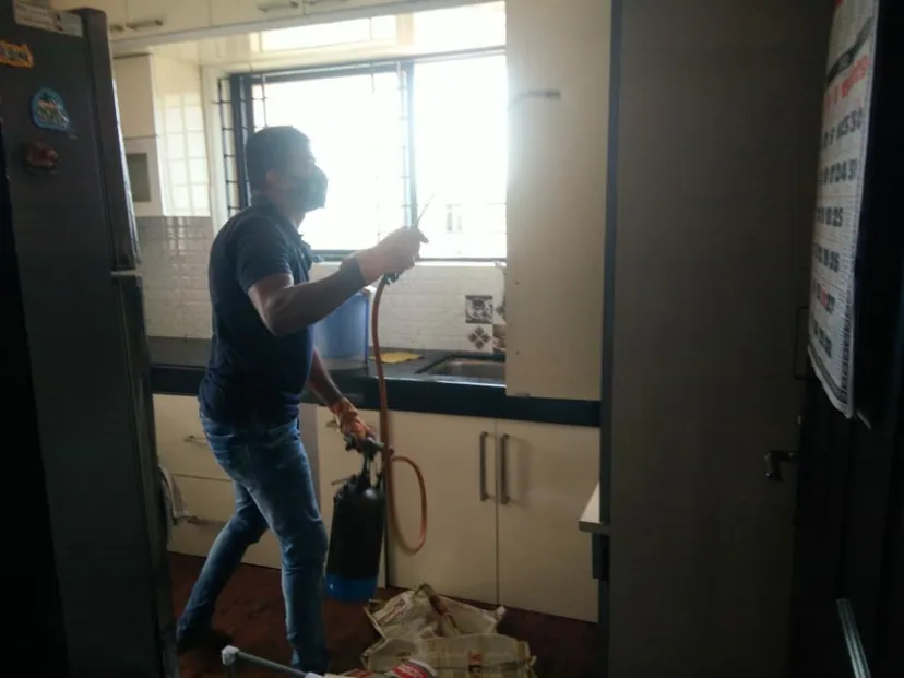 City Pest Control - Mangalore