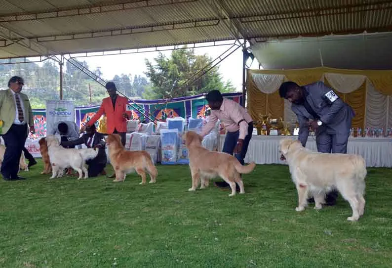 Ooty Dogs