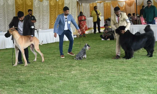 Ooty Dogs - 3