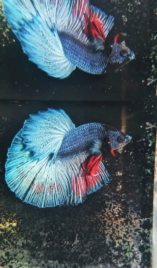 Bubbles Aquarium &pets shop