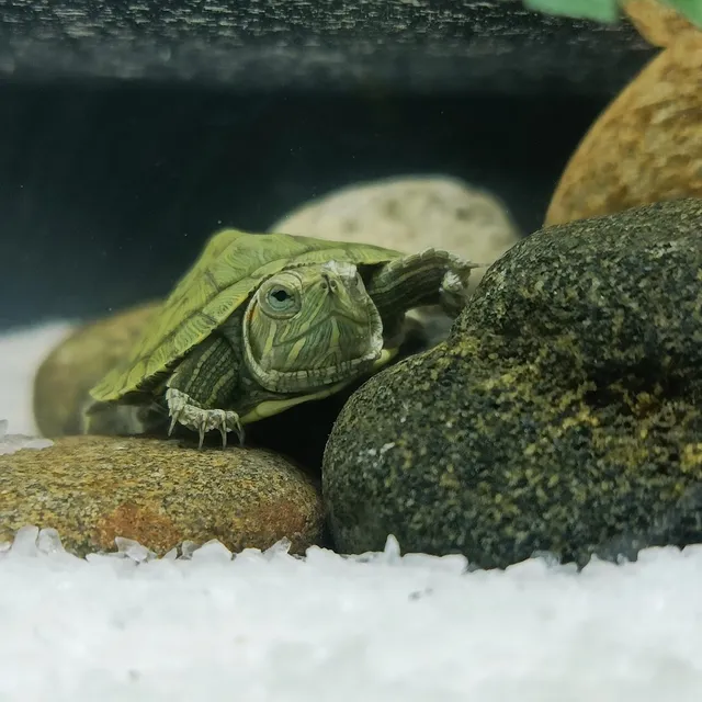 Bubbles Aquarium &pets shop - 3