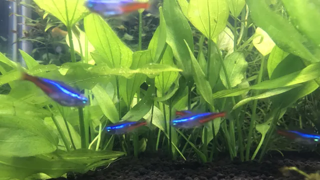 Bubbles Aquarium &pets shop - 4