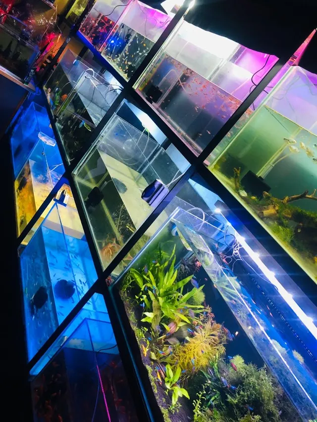Bubbles Aquarium &pets shop - 5